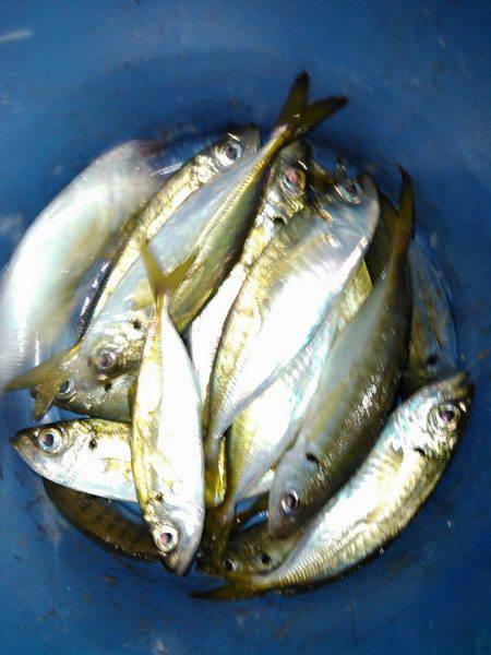 今秋、初ナイトアジング！